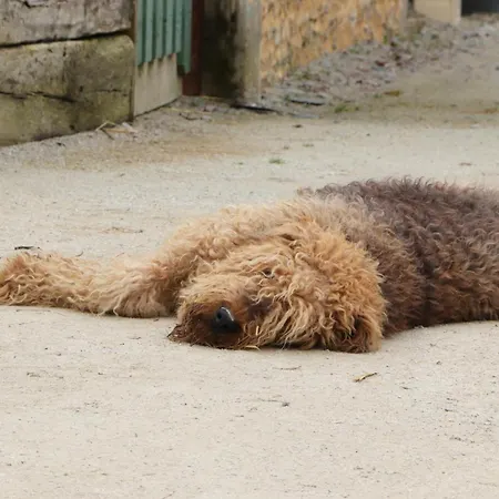 Prázdninový dům Maison Restauree Dans Elevage De Chevaux, Wifi, Animaux Admis - Fr-1-497-239