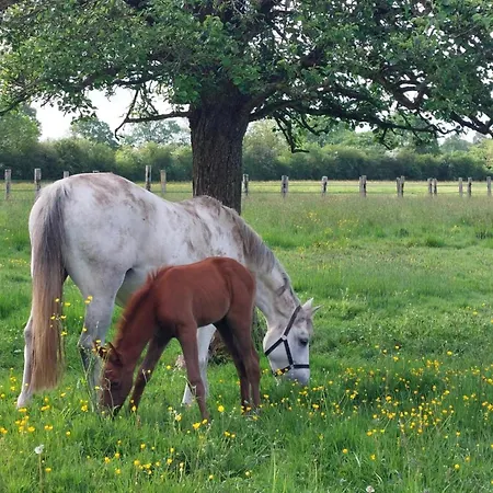 Maison Restauree Dans Elevage De Chevaux, Wifi, Animaux Admis - Fr-1-497-239 * Notre-Dame-du-Hamel