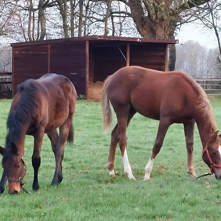 Maison Restauree Dans Elevage De Chevaux, Wifi, Animaux Admis - Fr-1-497-239 Notre-Dame-du-Hamel