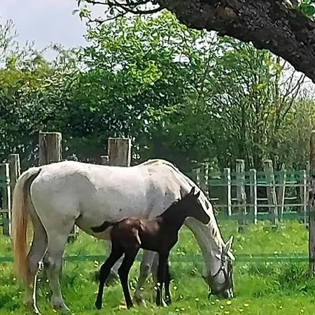 Ferienhaus Maison Restauree Dans Elevage De Chevaux, Wifi, Animaux Admis - Fr-1-497-239 Notre-Dame-du-Hamel