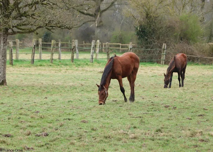 Maison Restauree Dans Elevage De Chevaux, Wifi, Animaux Admis - Fr-1-497-239 * Notre-Dame-du-Hamel